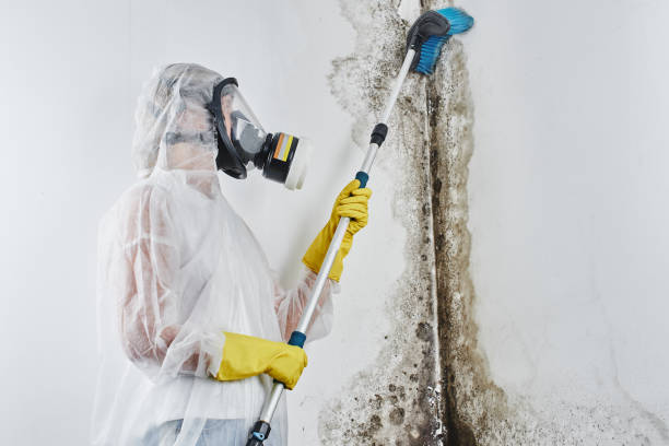 Best Basement Mold Remediation in Crooksville, OH