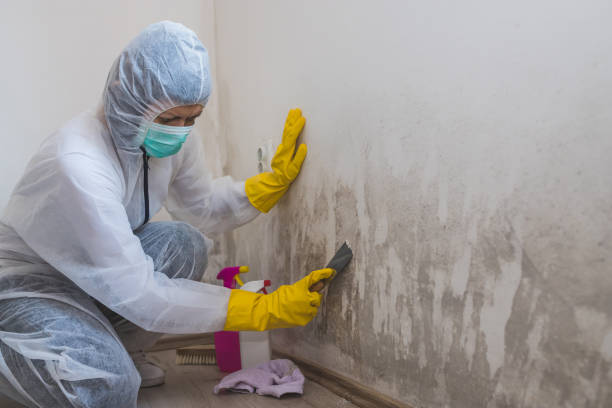 Best Bathroom Mold Remediation in Crooksville, OH