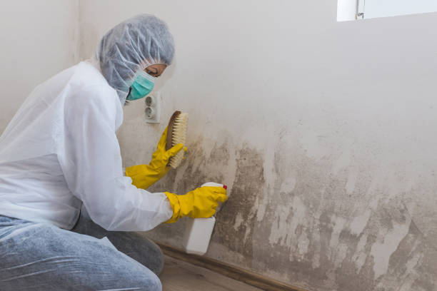 Best White Mold Remediation in Crooksville, OH