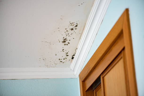 Best DIY Mold Remediation Support Services in Crooksville, OH