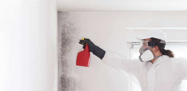 Best Mold Remediation for Schools in Crooksville, OH