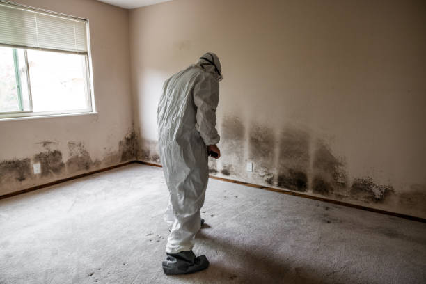 Best HVAC Mold Remediation in Crooksville, OH