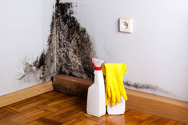 Best HVAC Mold Remediation in Crooksville, OH